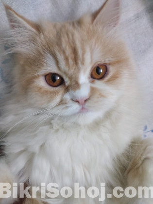 Persian cat